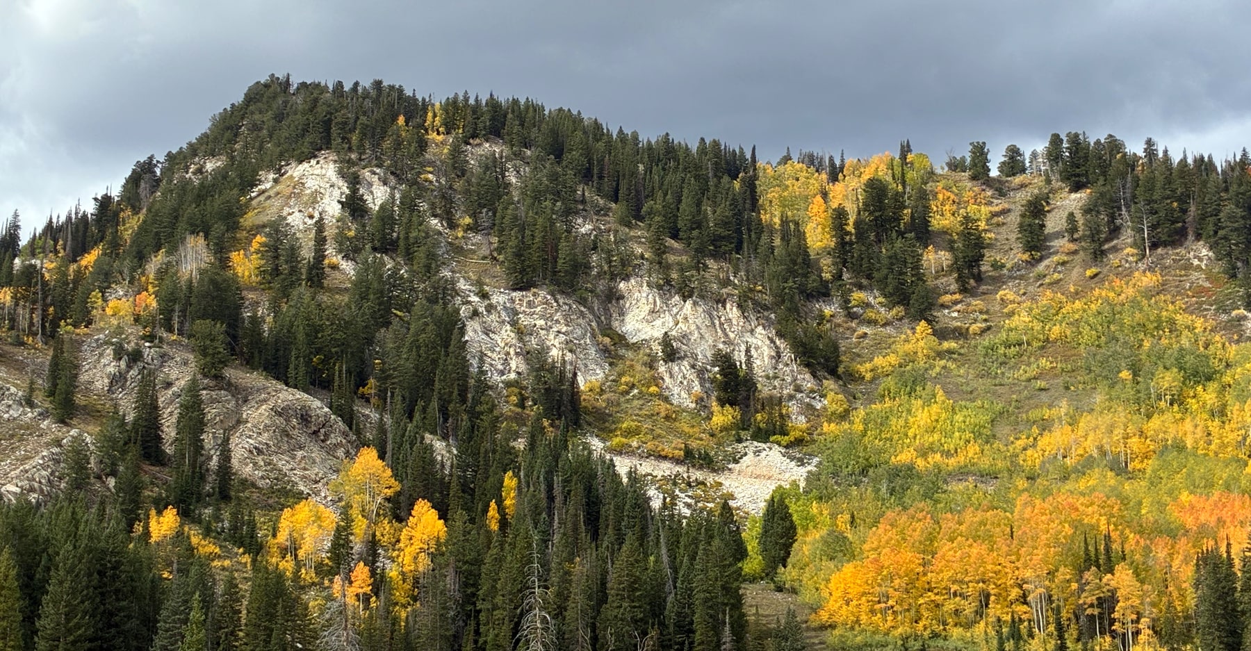 Autumn gold aspens and dark conifers on a Wasatch ridge under dramatic storm clouds